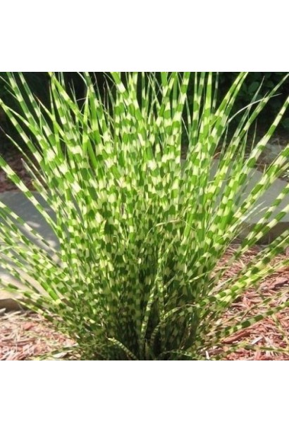 Компактний міскантус на клумбі